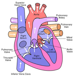 Pulmonary Artery